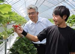出荷間近のイチゴの生育状況を確認する後藤さん（右）と小平組合長