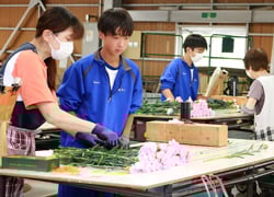 カーネーションを選花する生徒