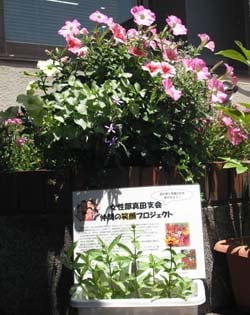 女性部寄せ植え教室で作られたハンギングバスケットと説明ボード・ヒャクニチソウのプランター
