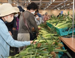 トウモロコシの品定めをする来場者