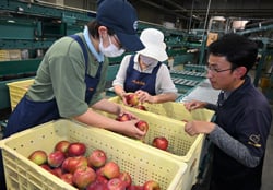 傷の有無をJA職員（右）に確認する選果スタッフら