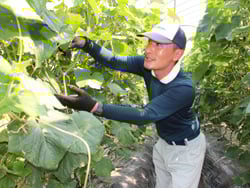 丁寧にきゅうりを収穫する研修生