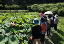 「大賀ハス」を見学する部員