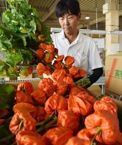 出荷前の検品をするJA職員
