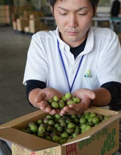 出荷の検品作業をする丸山チーフ