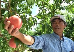 収穫する桃の状態を確認する滝沢部会長