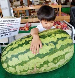 ジャンボすいかの重さを予想する来場者