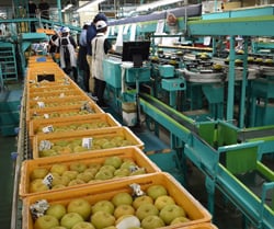 初出荷を迎えた「幸水」