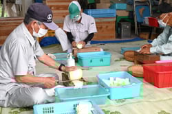 1本1本ユウガオを手引きする会員ら