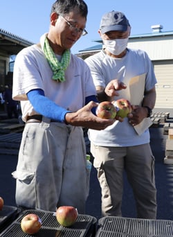 今年のりんごの出来ばえを確認した