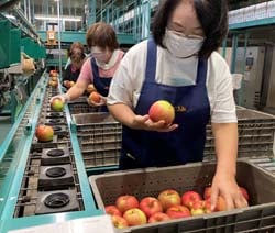 傷の有無や色づきを確かめ選果機に流す選果員ら（安曇野市三郷）