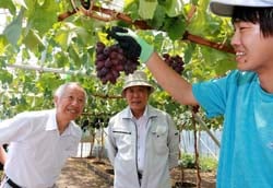 クイーンルージュの出来栄えを確認する浅沼組合長（左）と高柳副組合長