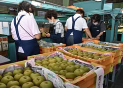 傷の有無を確認し選果するスタッフ