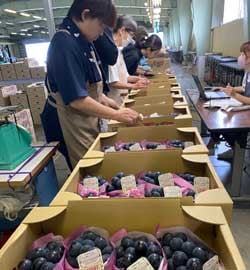 ナガノパープルの検品をする職員