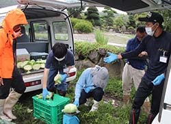 キャベツの採寸・計量を実習