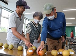 見本のなしを見ながら規格を確認する生産者