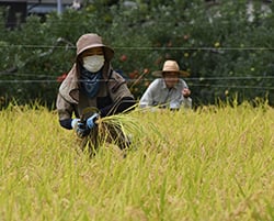 審査員の指摘の元で、突然変異の異系を抜き取る生産者