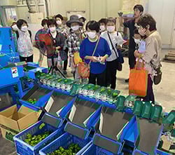 ピーマンの重量選別機を見学する部員