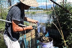 水田から水揚げをする臼田さん