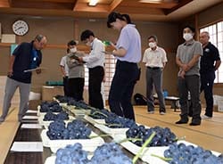 1房ずつナガノパープルを評価する審査員