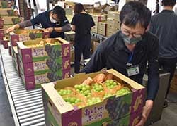 出荷の検品・格付け作業をするJA職員