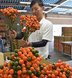 出荷最盛期を迎えた観賞用トウガラシ