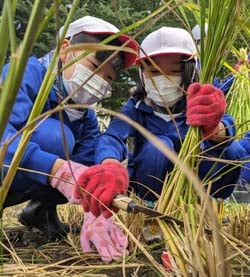 協力しながら稲を刈る児童たち