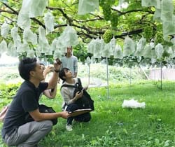 ぶどう園にて撮影しながら情報を共有する栄養士