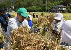束ねた稲をはぜに掛ける職員（左）と児童（右）