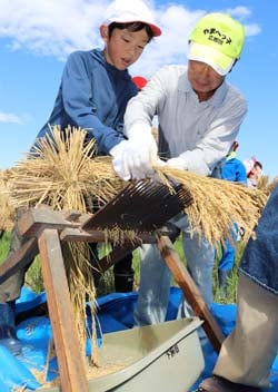 千歯扱きで脱穀をする児童（19日、長野県松本市にて）