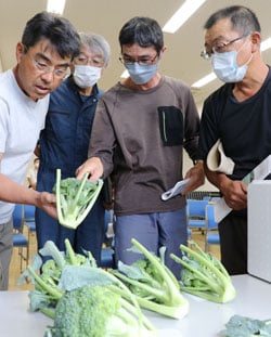 見本を手に取り出荷規格を確認する生産者