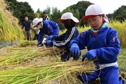 鎌で刈った稲を紐で縛る児童