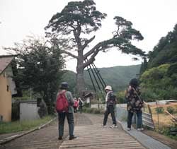 一本松を見上げウオーキングする参加者（長野県上田市で）