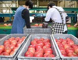 シナノスイートの選果作業が進むセンター内