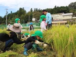 真剣な表情で稲刈りをする園児