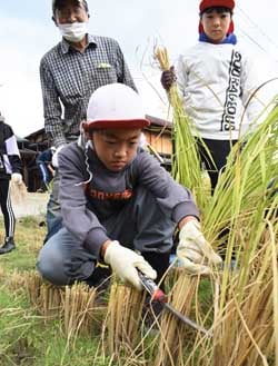 メンバーに見守られながら鎌で稲を刈る児童