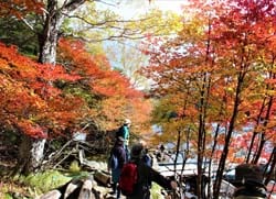 白駒池辺の紅葉を楽しむ女性部員