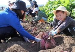 サツマイモを収穫する参加者