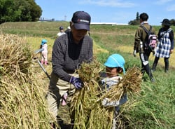 一生懸命に稲の束を運ぶ園児たち