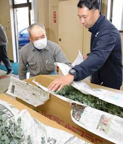 出荷規格を確認する生産者