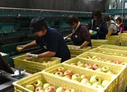 選果スタッフが厳正に品質を確認