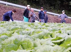白菜の生育状況を確認する生産者ら（9月25日、佐久穂町松井区の圃場で）