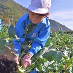 ブロッコリーを収穫する児童
