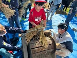 昔ながらの脱穀に挑戦する児童（長野県伊那市で）