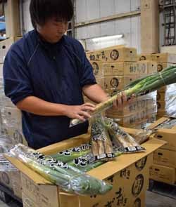 出荷目の検品作業をする坂戸チーフ
