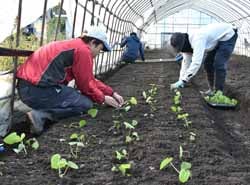 定植作業をする従業員ら