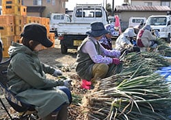 収穫した吉蔵ねぎを束ねる部員ら