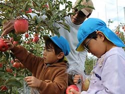 部員と協力して絵入りリンゴを収穫する園児