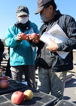 見本のリンゴを手に取り出荷規格を確認する生産者