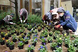定植作業に取り組む女性部員